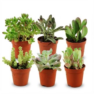 Mini Succulent Mix - 6 Pieces - Vaso  5,5 cm - Height: 5-10 cm