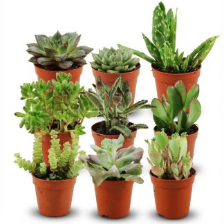 Mini Succulent Mix - 9 Pieces - Vaso  5,5 cm - Height: 5-10 cm