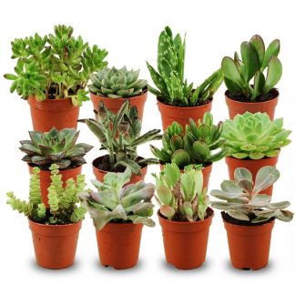 Mini Succulent Mix - 12 Pieces - Vaso  5,5 cm - Height: 5-10 cm