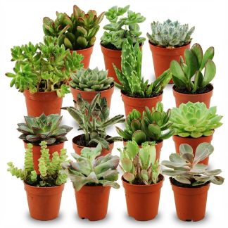 Mini Succulent Mix - 15 Pieces - Vaso  5,5 cm - Height: 5-10 cm