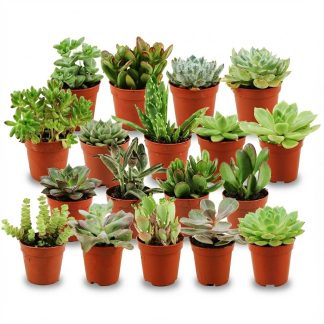 Mini Succulent Mix - 18 Pieces - Vaso  5,5 cm - Height: 5-10 cm