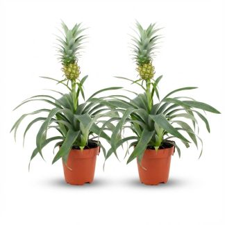 Pineapple Plant Mi Amigo - 2 Pieces - Vaso  12 cm - Height: 35 - 40 cm