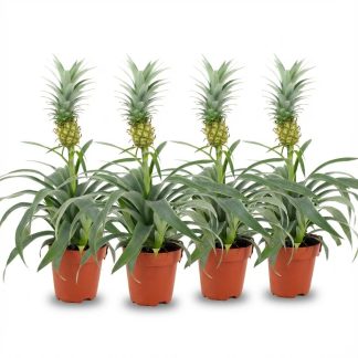 Pineapple Plant Mi Amigo - 4 Pieces - Vaso  12 cm - Height: 35 - 40 cm