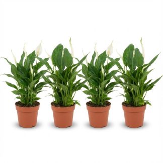 Spathiphyllum Peace Lily - 4 Pieces - Vaso  12 cm - Height: 35 - 40 cm