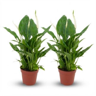 Spathiphyllum Peace Lily - 2 Pieces - Vaso  12 cm - Height: 35 - 40 cm