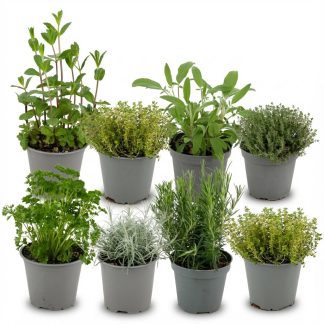 Italian Herb Mix - 8 Pieces - Vaso  12 cm - Height: 12-15 cm