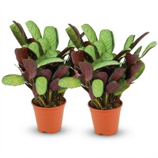 Ctenanthe Amagris - 2 Pieces - Vaso  14 cm - Height: 25 - 35 cm