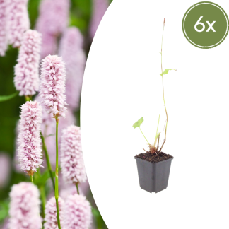 6x Persicaria bistorta - Altezza 10-25cm - Vaso 9cm