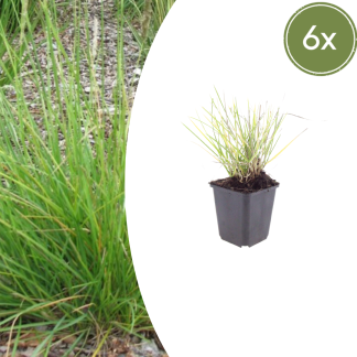 6x Sesleria autumnalis - Altezza 10-25cm - Vaso 9cm