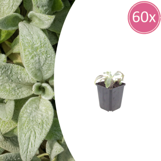 60x Stachys byzantina 'Silver Carpet' - Altezza 10-25cm - Vaso 9cm