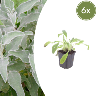 6x Stachys byzantina - Altezza 10-25cm - Vaso 9cm
