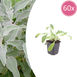60x Stachys byzantina - Altezza 10-25cm - Vaso 9cm