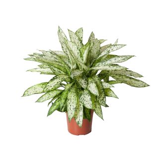Dieffenbachia Vesuvius - Vaso 27cm - Altezza 80cm