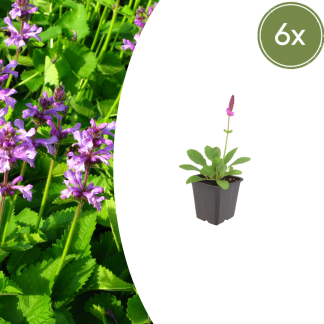 6x Stachys mon. 'Hummelo' - Altezza 10-25cm - Vaso 9cm
