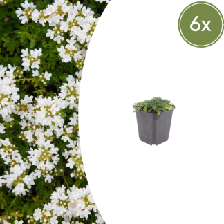 6x Thymus praecox 'Albiflorus' - Altezza 10-25cm - Vaso 9cm