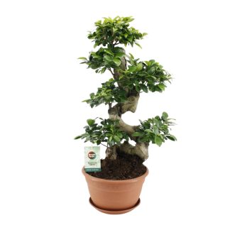Ficus Ginseng - Vaso 27cm - Altezza 70cm