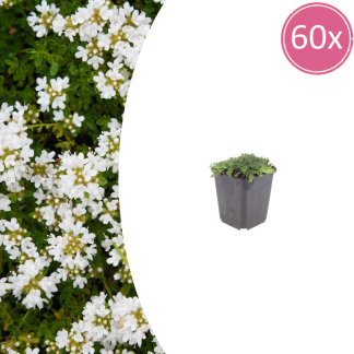 60x Thymus praecox 'Albiflorus' - Altezza 10-25cm - Vaso 9cm