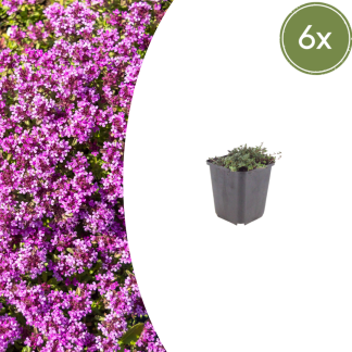 6x Thymus praecox 'Coccineus' - Altezza 10-25cm - Vaso 9cm