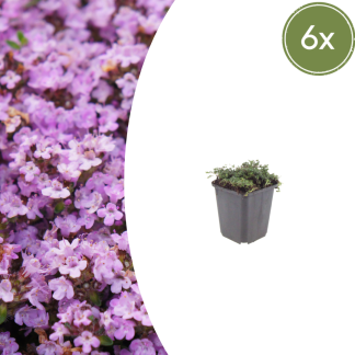 6x Thymus praecox 'Purple Beauty' - Altezza 10-25cm - Vaso 9cm