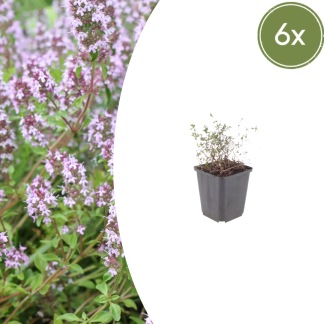 6x Thymus vulgaris - Altezza 10-25cm - Vaso 9cm