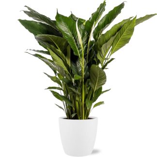 Spathiphyllum Sweet Sebastiano - Vaso 24cm - Altezza 110cm + Pot Brussels D25x23cm - Bianco