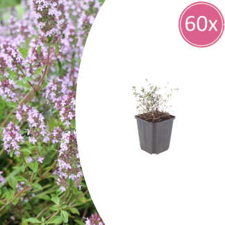 60x Thymus vulgaris - Altezza 10-25cm - Vaso 9cm