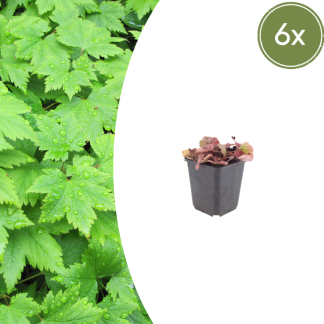 6x Tiarella cordifolia - Altezza 10-25cm - Vaso 9cm