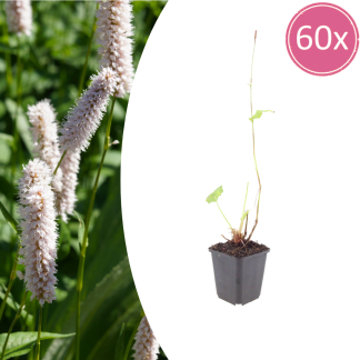 60x Persicaria bistorta 'Superba' - Altezza 10-25cm - Vaso 9cm