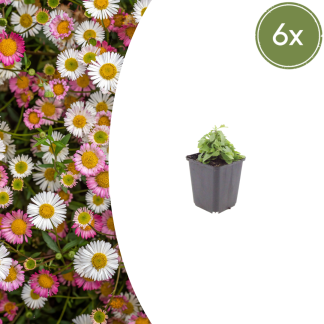 6x Erigeron karvinskianus - Altezza 10-25cm - Vaso 9cm