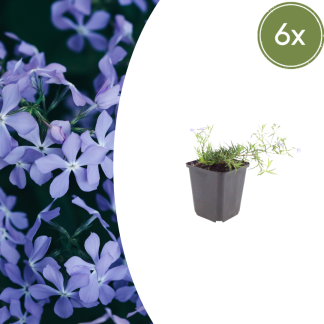 6x Phlox (S) 'Emerald Cushion Blu'- Altezza 10-25cm - Vaso 9cm