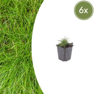 6x Festuca gautieri - Altezza 10-25cm - Vaso 9cm