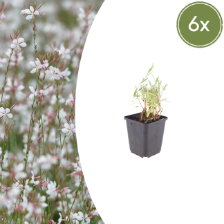 6x Gaura lindheimeri - Altezza 10-25cm - Vaso 9cm