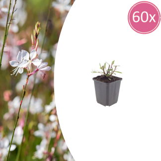 60x Gaura l. 'Whirling Butterflies' - Altezza 10-25cm - Vaso 9cm