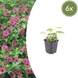 6x Geranium macr. 'Bevan's Variety' - Altezza 10-25cm - Vaso 9cm