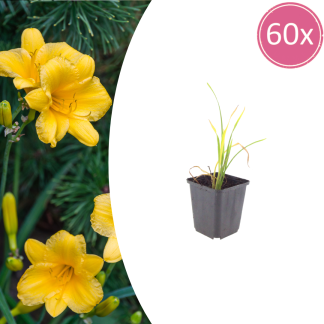 60x Hemerocallis 'Stella de Oro' - Altezza 10-25cm - Vaso 9cm