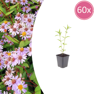 60x Kalimeris incisa 'Blu Star' - Altezza 10-25cm - Vaso 9cm