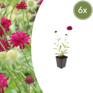 6x Knautia macedonica - Altezza 10-25cm - Vaso 9cm