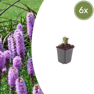6x Liatris spicata - Altezza 10-25cm - Vaso 9cm