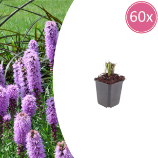 60x Liatris spicata - Altezza 10-25cm - Vaso 9cm