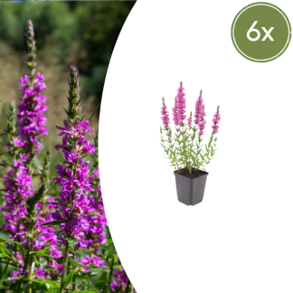 6x Lythrum salicaria - Altezza 10-25cm - Vaso 9cm