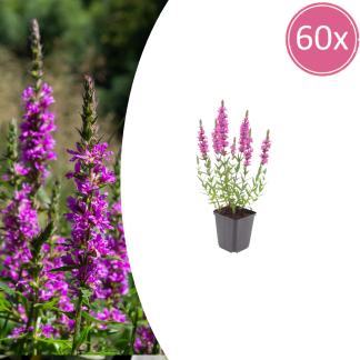 60x Lythrum salicaria - Altezza 10-25cm - Vaso 9cm