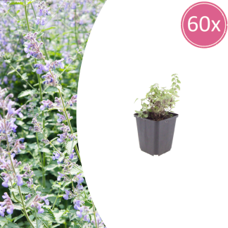 60x Nepeta faassenii - Altezza 10-25cm - Vaso 9cm