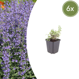 6x Nepeta 'Grol' - Altezza 10-25cm - Vaso 9cm