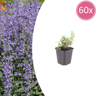 60x Nepeta 'Grol' - Altezza 10-25cm - Vaso 9cm