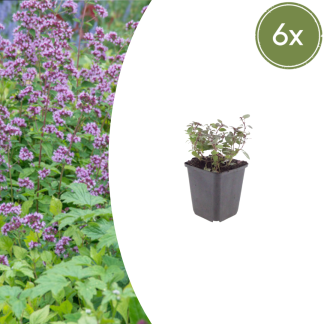 6x Origanum laevigatum 'Herrenhausen' - Altezza 10-25cm - Vaso 9cm