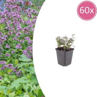 60x Origanum laevigatum 'Herrenhausen' - Altezza 10-25cm - Vaso 9cm