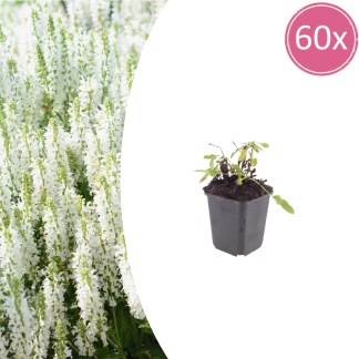 60x Salvia n. 'Schneehugel' - Altezza 10-25cm - Vaso 9cm