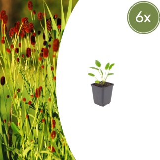 6x Sanguisorba o. 'Tanna' - Altezza 10-25cm - Vaso 9cm