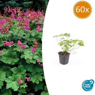 60x Geranium macr. 'Czakor' - Altezza 10-25cm - Vaso 9cm