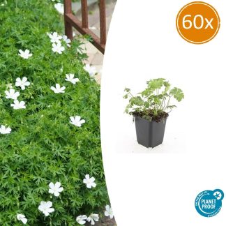 60x Geranium sang. 'Album' - Altezza 10-25cm - Vaso 9cm